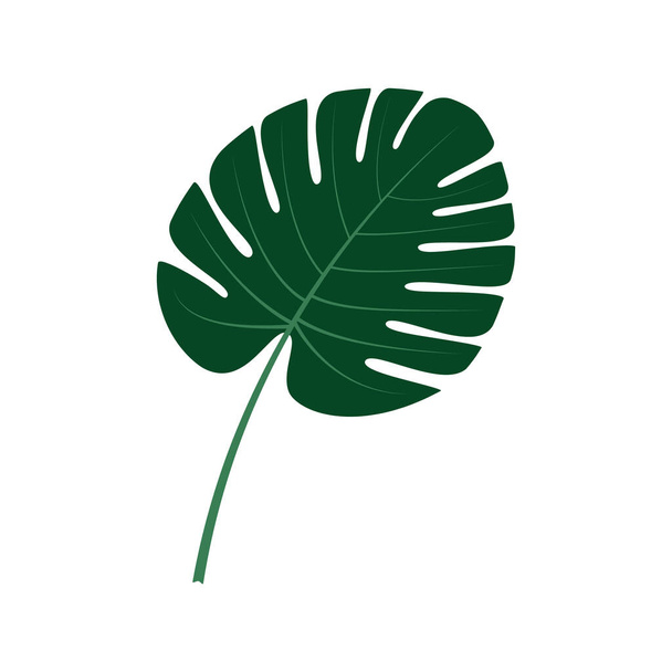 The green leaf of the monstera plant on a white background. A vector image. - Vector, Image
