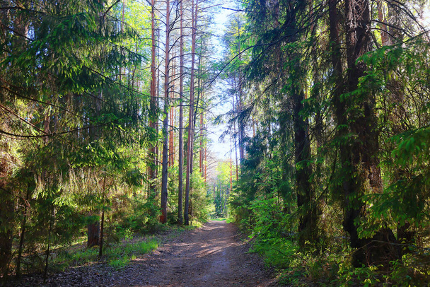 coniferous forest summer landscape green trees outdoor background nature - Fotoğraf, Görsel