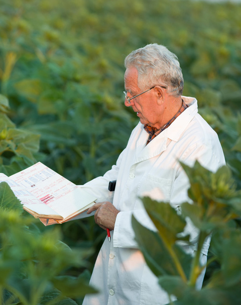 Agronomista no campo
 - Foto, Imagem