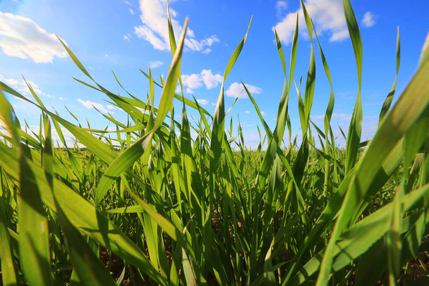 green grass fresh shoots wheat, green grass field summer background - Photo, Image