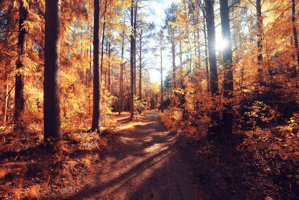 fall landscape background beautiful yellow forest autumn season nature fall - Fotografie, Obrázek