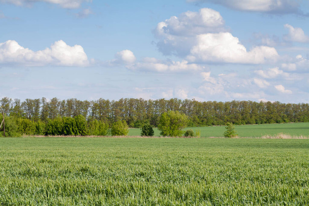 Árbol solitario de pie en un campo verde - Foto, imagen