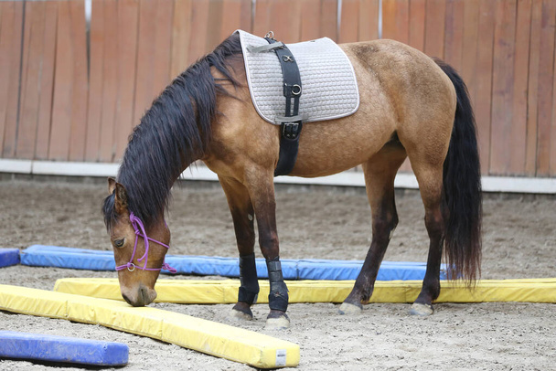 Крупним планом молодий розумний і ніжний вершник навчає коня в порожній залі їзди
 - Фото, зображення