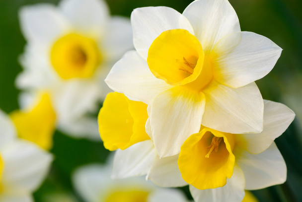 Beautiful daffodils in white and yellow, shallow focus - Fotó, kép