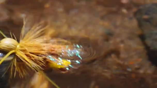dağ dere Balıkçılık Fly - Video, Çekim