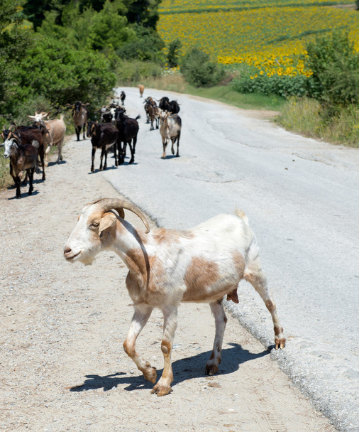 Goats - Photo, Image