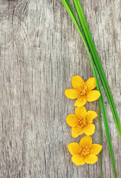 Жовті квіти і зелена трава на старому дереві
  - Фото, зображення