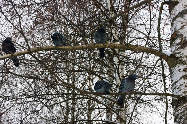 Közönséges kék-szürke galambok a városban. Madár, aki mellette lakik.. - Fotó, kép