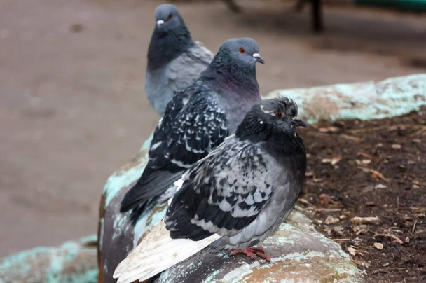 Common blue-gray doves in the city. Bird, who lives next to the man. - Photo, Image