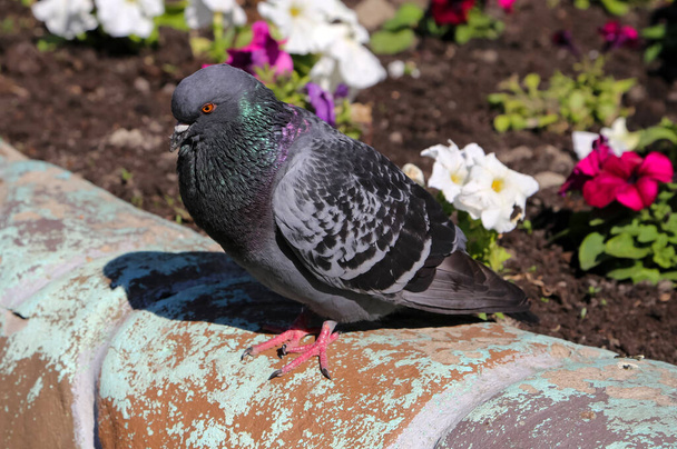 Common blue-gray doves in the city. Bird, who lives next to the man. - Photo, Image