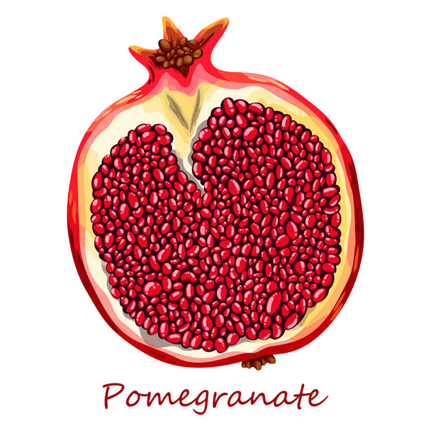Granaattiomena. Kaunis piirros punaisesta hedelmästä puutarhasta. Mehukas tuore marja. Leikkaa puoliksi hedelmiä. Eristetty kuva - Vektori, kuva