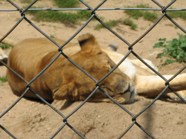 Leeuw in een dierentuin - Foto, afbeelding