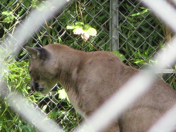 Oroszlán az állatkertben - Fotó, kép