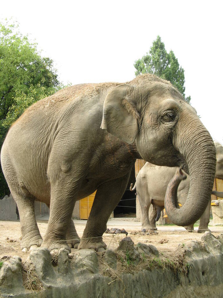 Μεγάλος ελέφαντας σε ζωολογικό κήπο - Φωτογραφία, εικόνα