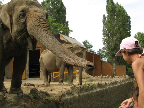 Большой слон в зоопарке - Фото, изображение