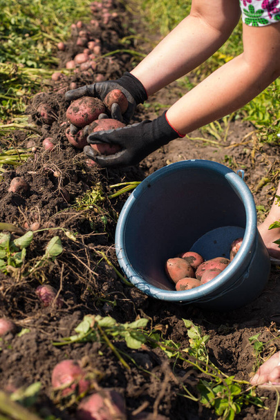 Female hands picking dug potatoes to the bucket, close up. - Foto, Imagem