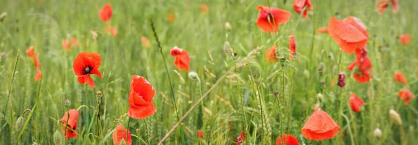 Bright red wild poppies growing in field of green unripe wheat - Фото, изображение