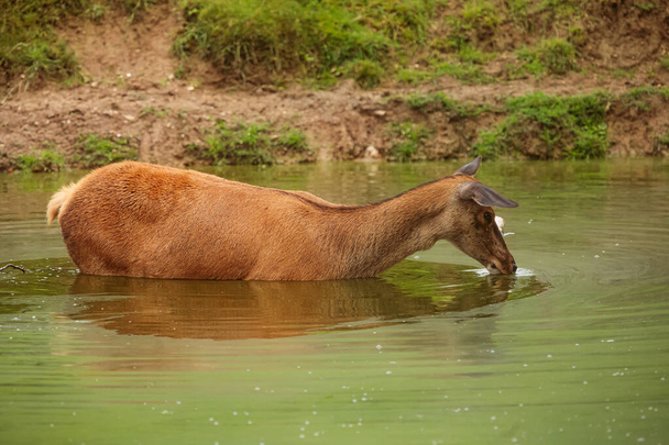 common fallow deer (Dama dama) standing in the water and drinking carefully - Photo, Image