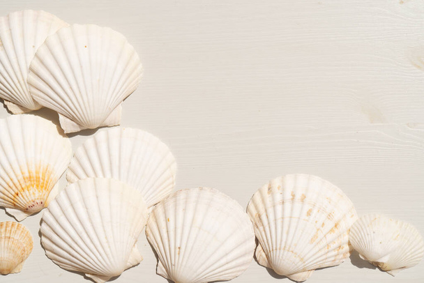 Sea shells styled stock scene - 写真・画像