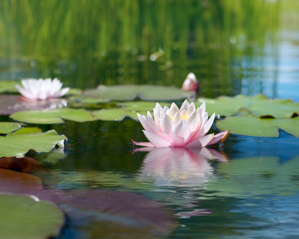 Water lily floating on pond - Foto, afbeelding
