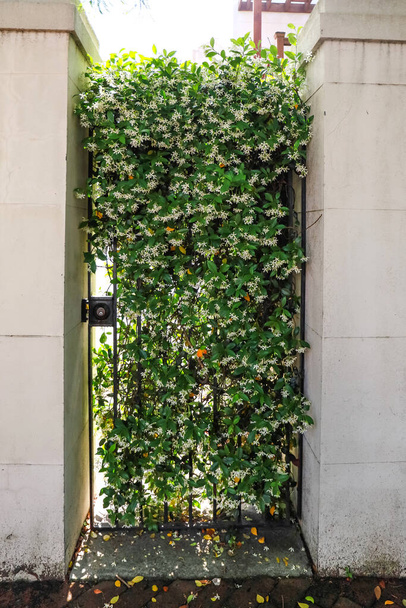 Цветущая жасминовая зелень покрыла железную дверь и наружные бетонные стены здания или дома. - Фото, изображение