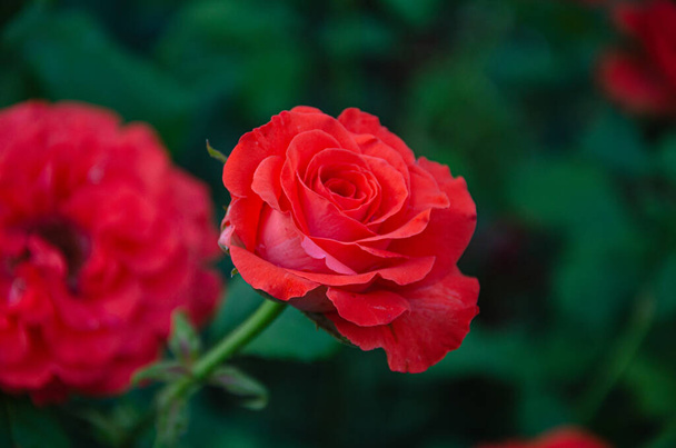 Red rose in the summer garden on a dark background. - Photo, image