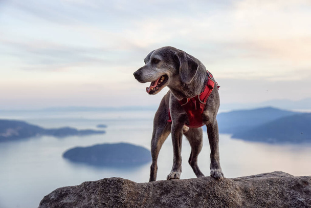 Adventurous little hiking dog on top of a mountain - Фото, зображення