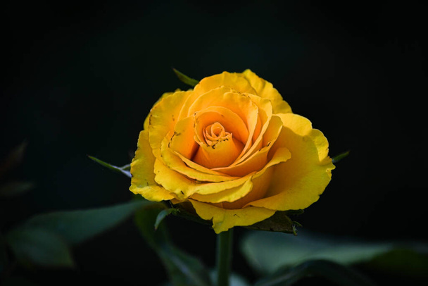 Κίτρινο τριαντάφυλλο στον καλοκαιρινό κήπο σε σκούρο φόντο. - Φωτογραφία, εικόνα