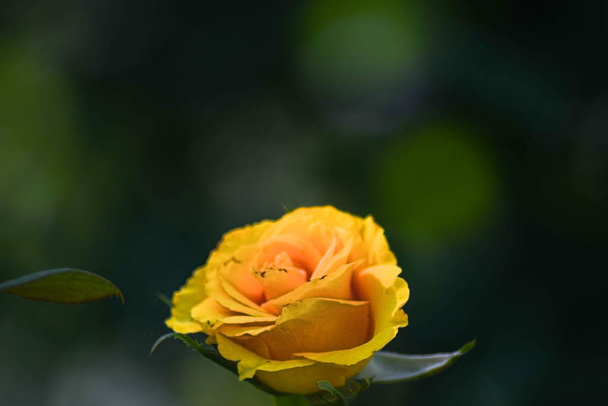 Κίτρινο τριαντάφυλλο στον καλοκαιρινό κήπο σε σκούρο φόντο. - Φωτογραφία, εικόνα