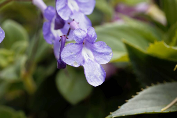 Flower of a false African violet, Streptocarpus saxoru - Photo, Image