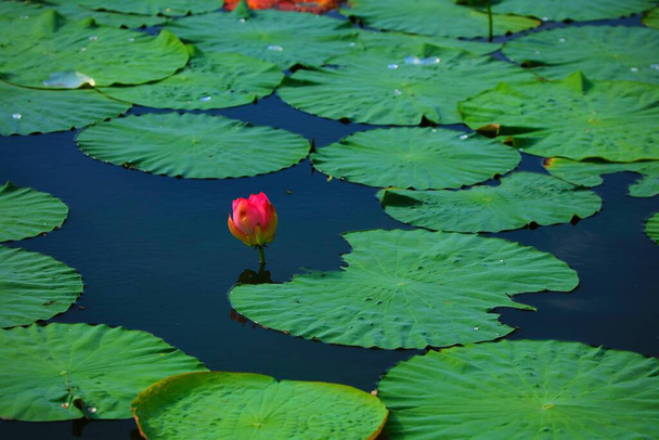 beautiful lotus flower in the pond - Photo, Image