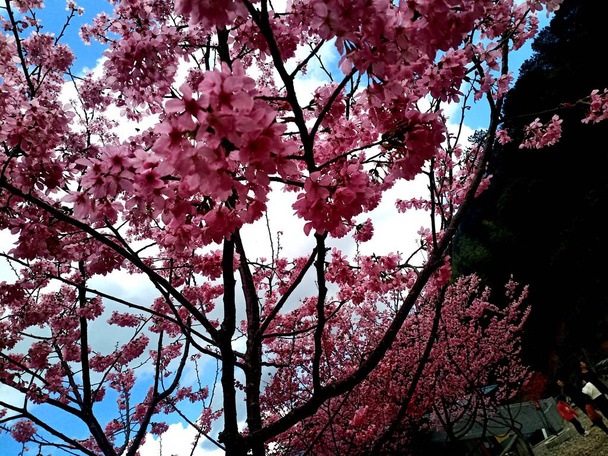 beautiful pink sakura flowers in the garden - Fotoğraf, Görsel