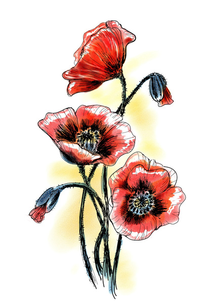 Poppies. Watercolor summer flowers - Photo, Image