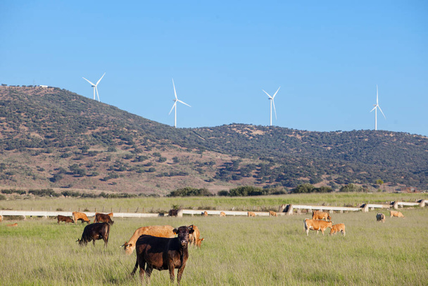 Красные коровы пасутся с электрическими ветряными турбинами внизу. Деревня Алагон Вэлли. Касерес, Омадура, Испания - Фото, изображение