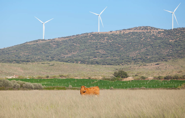 Красные коровы пасутся с электрическими ветряными турбинами внизу. Деревня Алагон Вэлли. Касерес, Омадура, Испания - Фото, изображение
