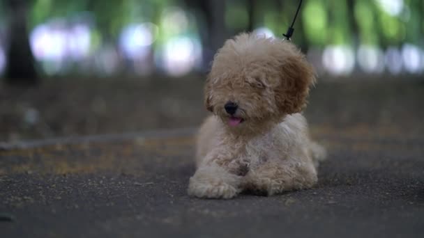 Cute puppy toy poodle sit outdoors - Footage, Video
