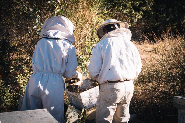 δύο μελισσοκόμοι που χρησιμοποιούν το καπνιστή μέλισσα για να ηρεμήσει και να ζαλίσει τις μέλισσες φυσώντας καπνό πάνω από την κυψέλη σε μια ηλιόλουστη μέρα - Φωτογραφία, εικόνα