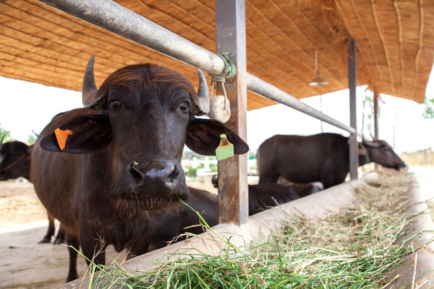 Dairy buffalo in farm - Foto, Imagem