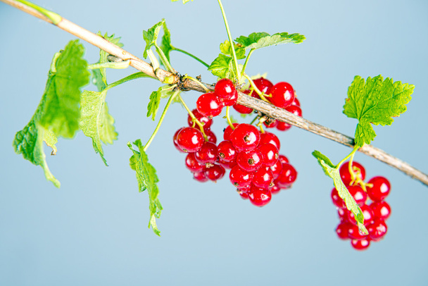 Red currants on branch - Фото, зображення