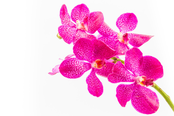 Flores de orquídea, aisladas sobre fondo blanco
 - Foto, Imagen