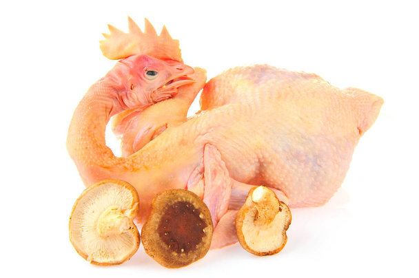 Kurczak izolowany na białym tle - Zdjęcie, obraz