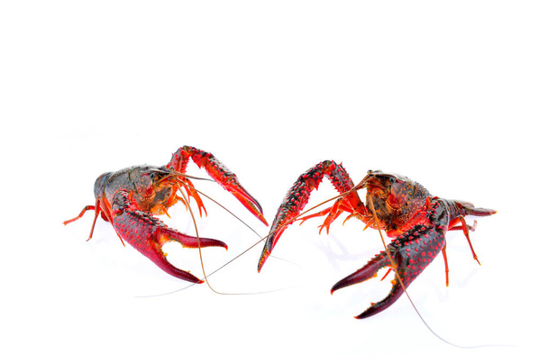 Lobster on a white background - Foto, Bild