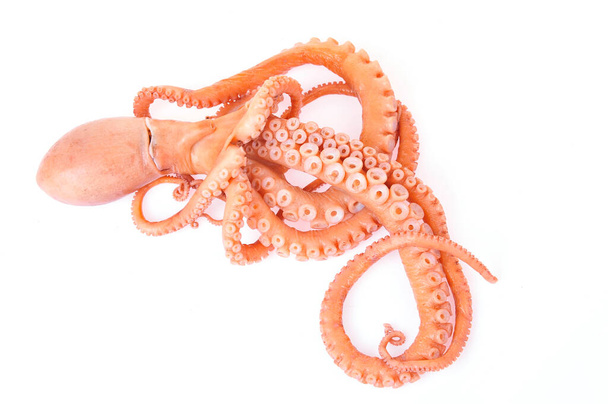 Octopus valkoisella pohjalla - Valokuva, kuva