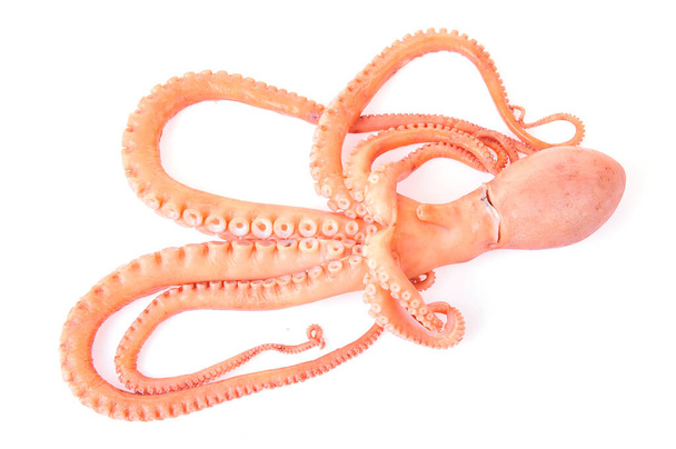 Octopus op een witte achtergrond - Foto, afbeelding
