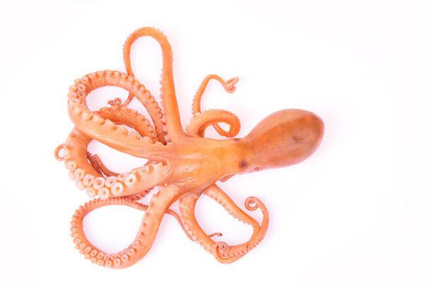 Octopus on a white background - Photo, Image