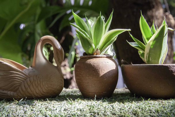 Small plants in small brown clay pots are arranged to decorate the home garden - Photo, Image