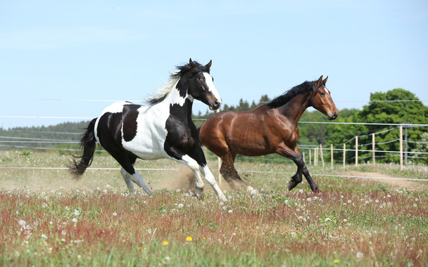 dvě úžasné koně běží dohromady - Fotografie, Obrázek
