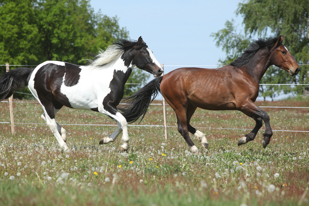 zwei erstaunliche Pferde, die auf der Frühlingsweide laufen - Foto, Bild