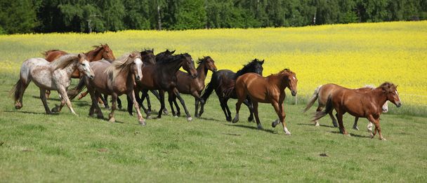 Very various barch of horses running on pasturage - Φωτογραφία, εικόνα