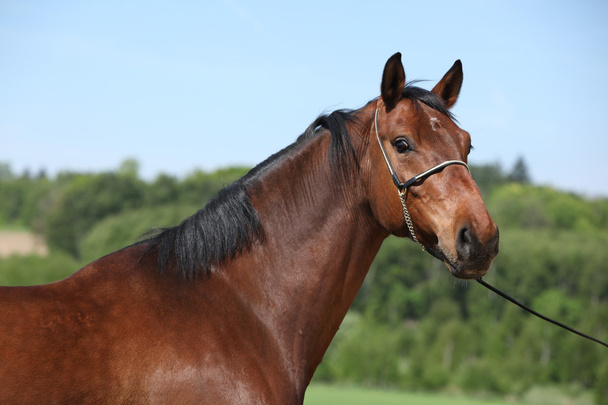 Nice brown horse with show halter, looking at you - Photo, Image